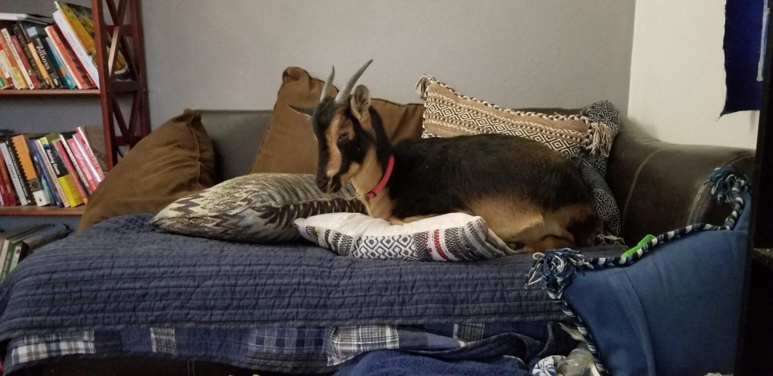 Can You House Train a Goat? Backyard Goats